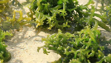 海藻的功效与作用