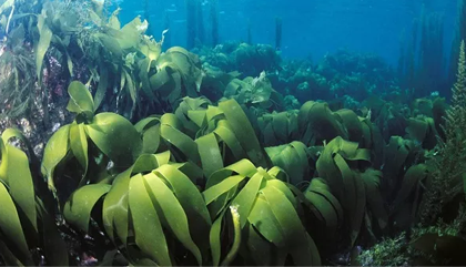 海藻的功效与作用